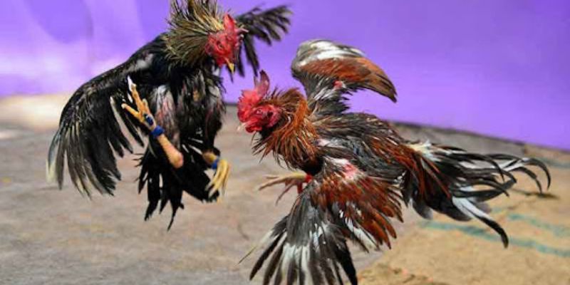 Đá gà trực tiếp trên mạng